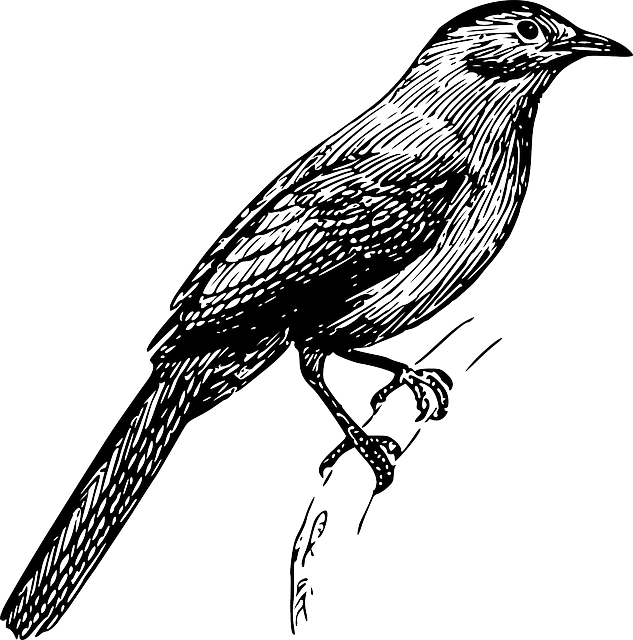 Bird Drawing Clip Art Bird Png Download 633 640 Free Transparent Bird Png Download Clip Art Library