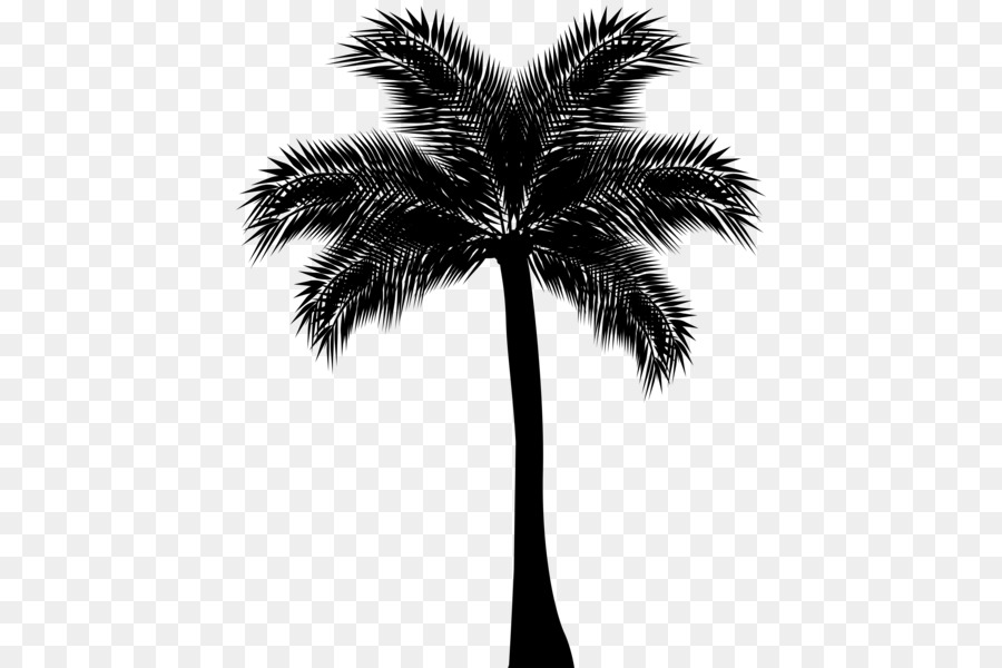 Arecaceae Silhouette Drawing Clip art - palm tree silhouette png download - 484*600 - Free Transparent Arecaceae png Download.