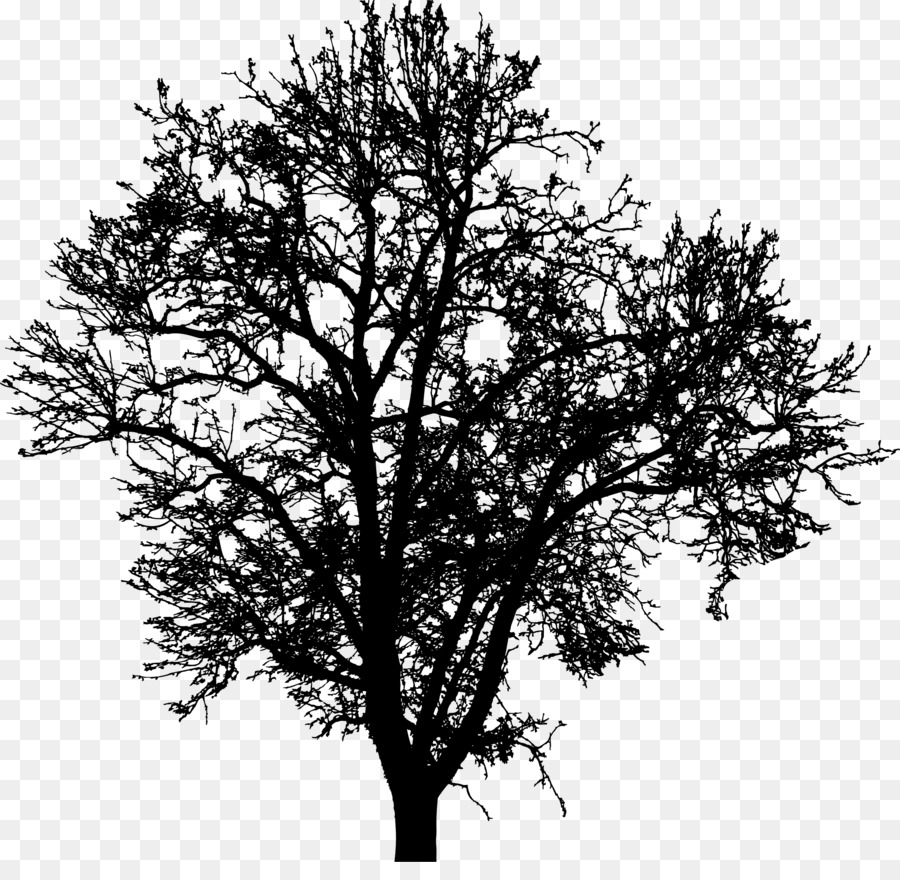 Tree Silhouette Branch Drawing Clip art - tree silhouette png download - 2244*2150 - Free Transparent Tree png Download.
