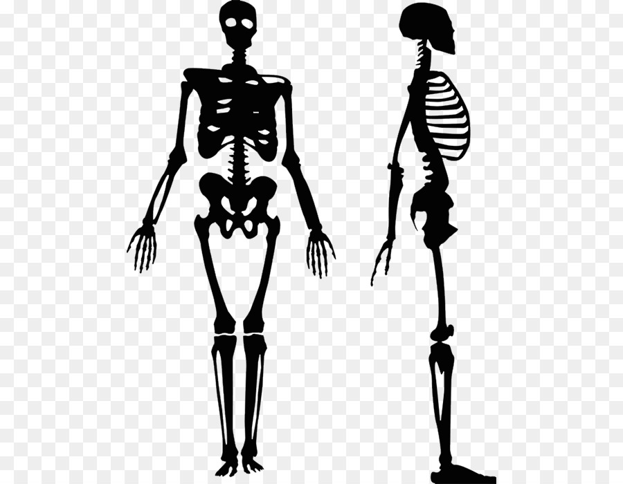 Vector graphics Human skeleton Clip art Royalty-free Human body - Skeleton png download - 534*700 - Free Transparent Human Skeleton png Download.