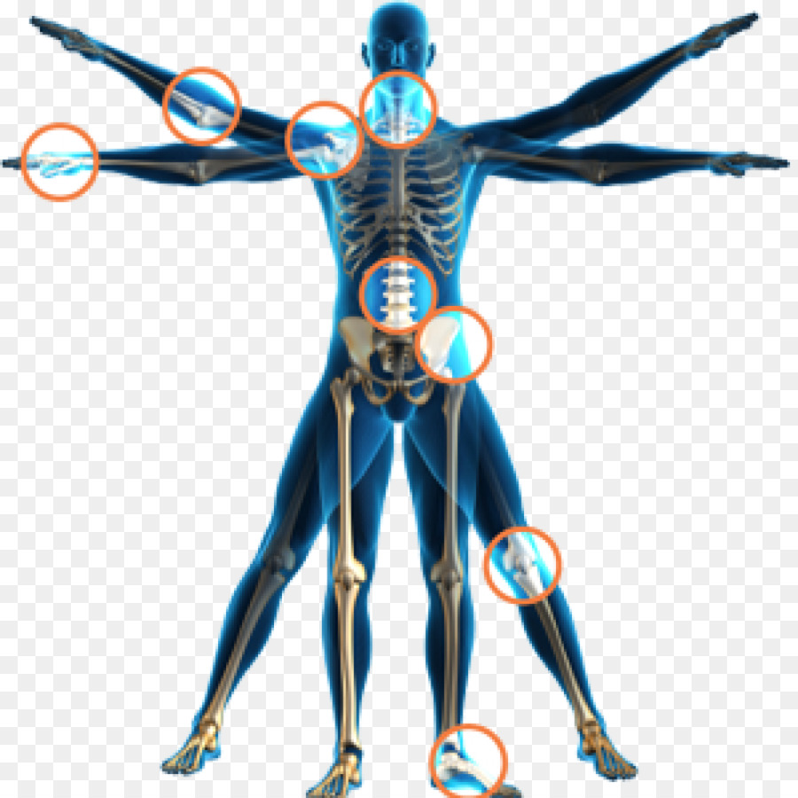 Physical therapy Health Spinal adjustment Human body - Skeleton png download - 999*999 - Free Transparent  png Download.