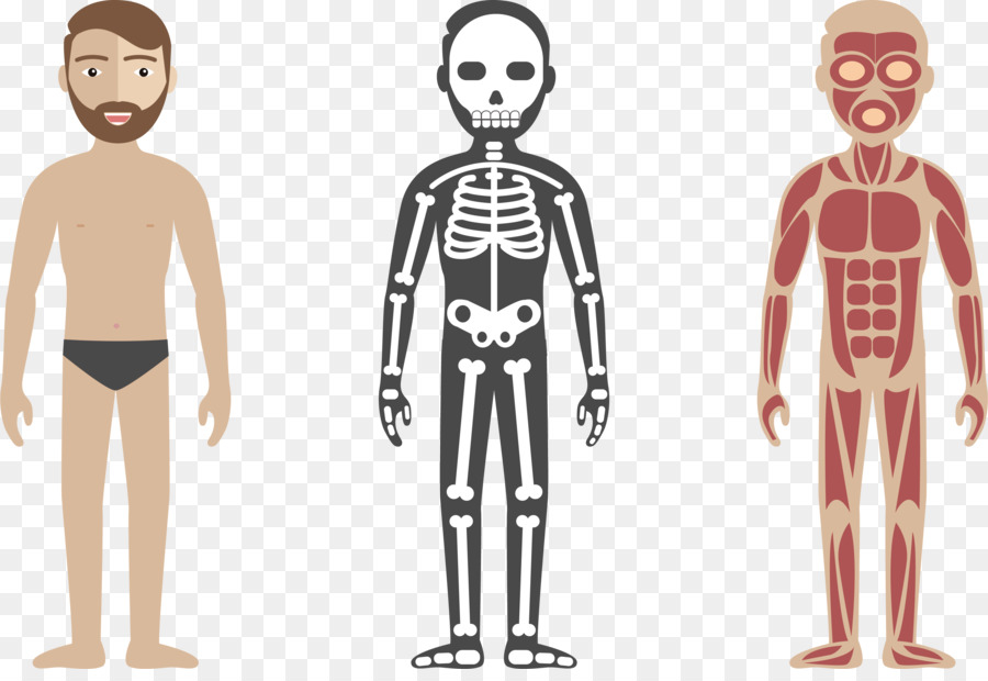 Human body Circulatory system Anatomy Illustration - Human health check png download - 3462*2342 - Free Transparent  png Download.