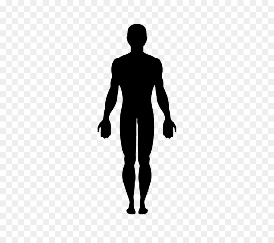 Vector graphics Clip art Human body Image - silhouette png download - 787*787 - Free Transparent Human Body png Download.