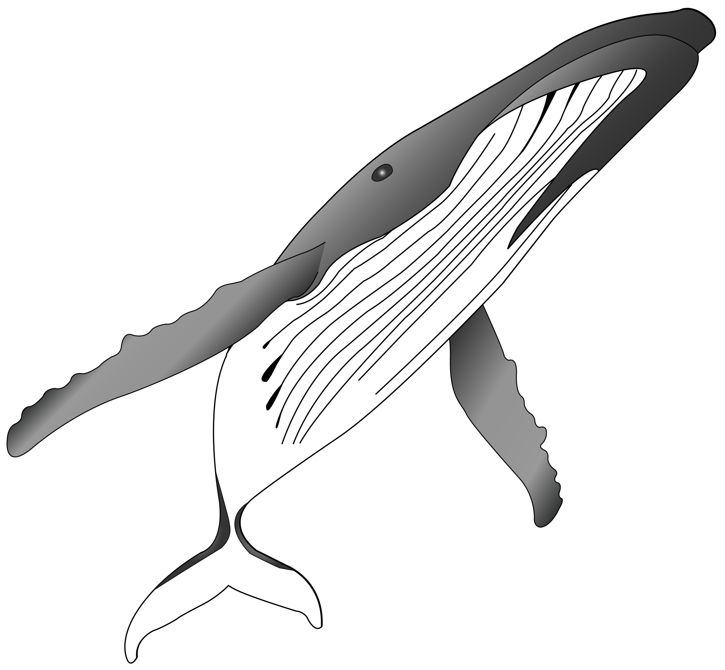 humpback whale
