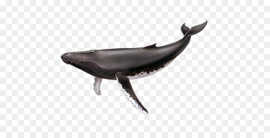 Saguenay–St. Lawrence Marine Park Cetacea Humpback whale Blue whale Tadoussac - whale tail png download - 600*450 - Free Transparent Saguenayst Lawrence Marine Park png Download.