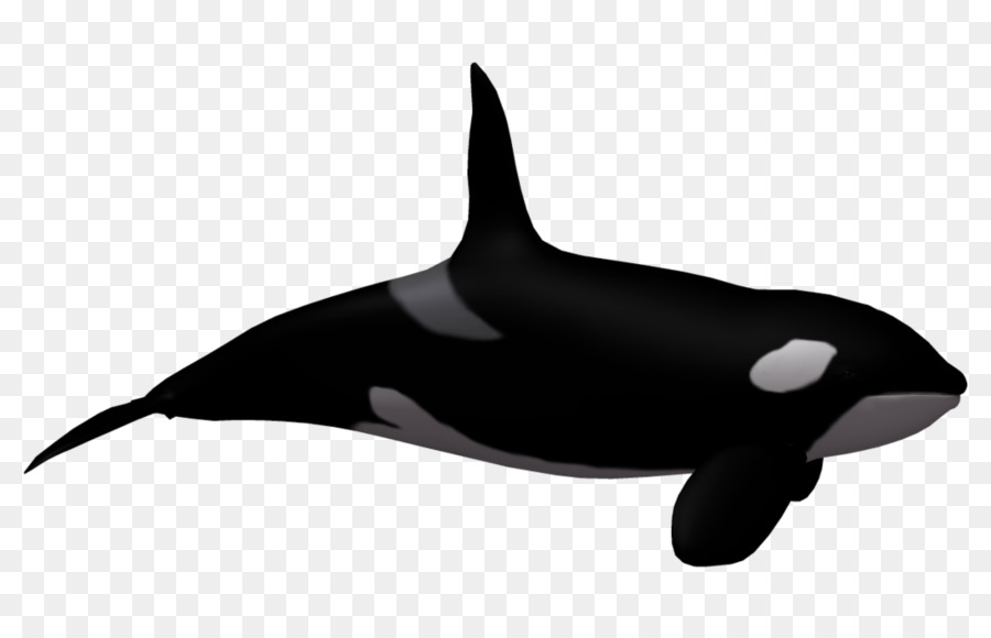 Toothed whale Killer whale Clip art - Cartoon Humpback Whale png download - 1024*639 - Free Transparent Toothed Whale png Download.
