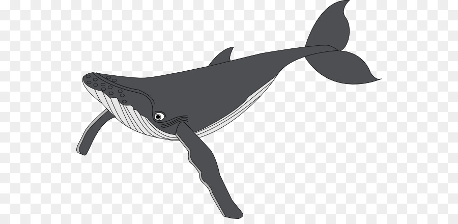 Humpback whale Clip art - Shamu Cartoon png download - 600*430 - Free Transparent Humpback Whale png Download.
