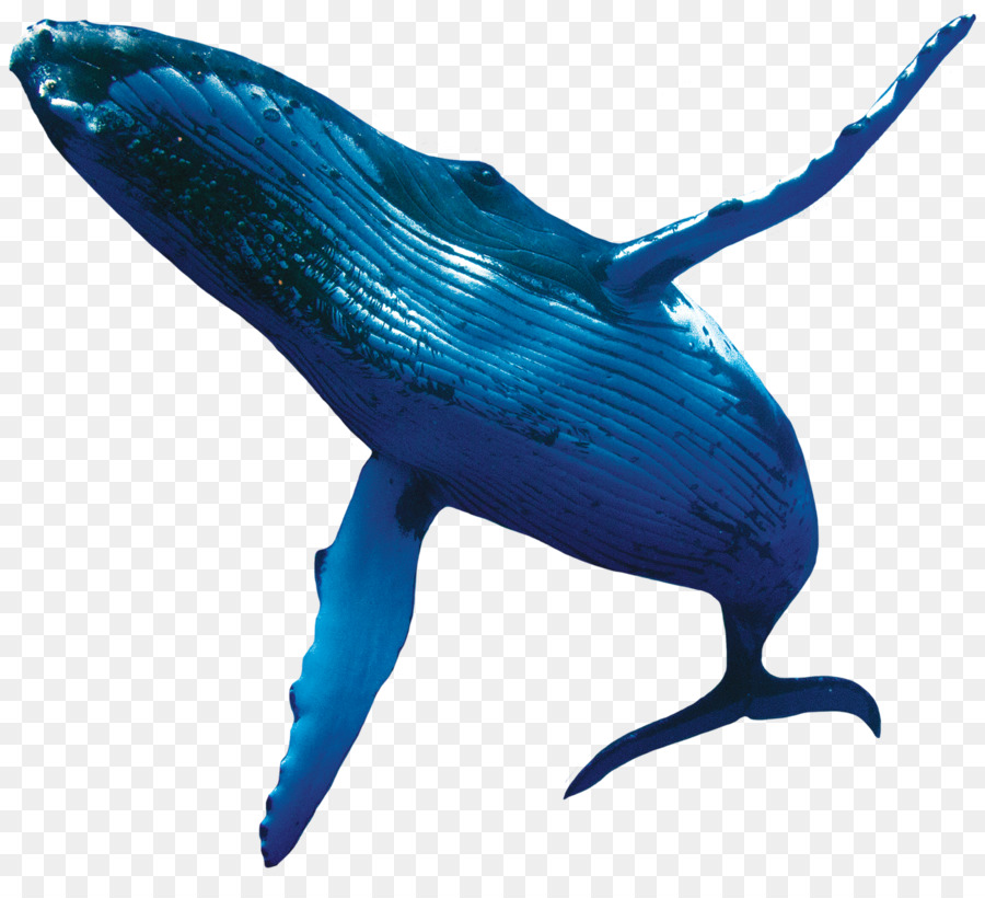 Blue Whale Humpback whale Porpoise - whale png download - 1300*1156 - Free Transparent Whale png Download.