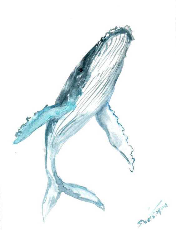 blue whale drawing png
