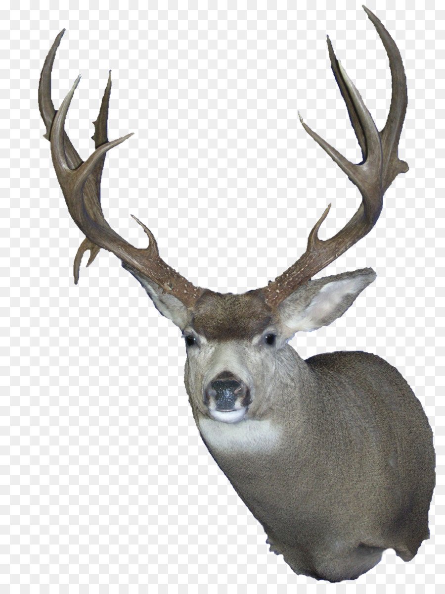 Elk White-tailed deer Trophy hunting Reindeer - russ png download - 1000*1333 - Free Transparent Elk png Download.