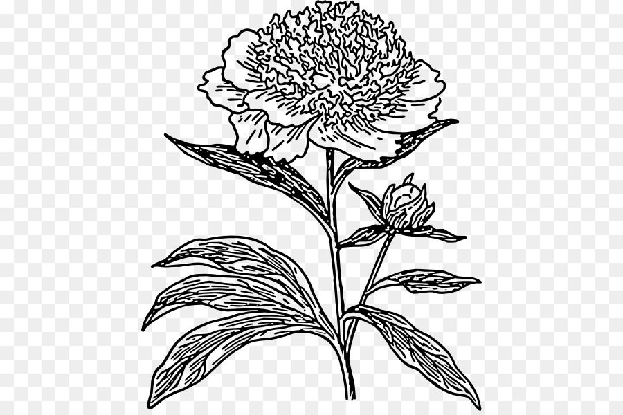 Drawing Line art Moutan peony Clip art - hydrangea vector png download - 492*594 - Free Transparent Drawing png Download.