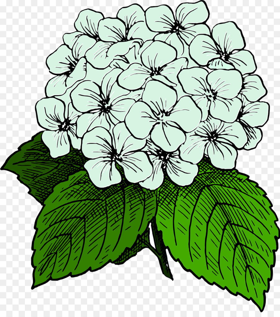Clip art Openclipart French hydrangea Image Graphics - Black And White flower png download - 1146*1280 - Free Transparent French Hydrangea png Download.