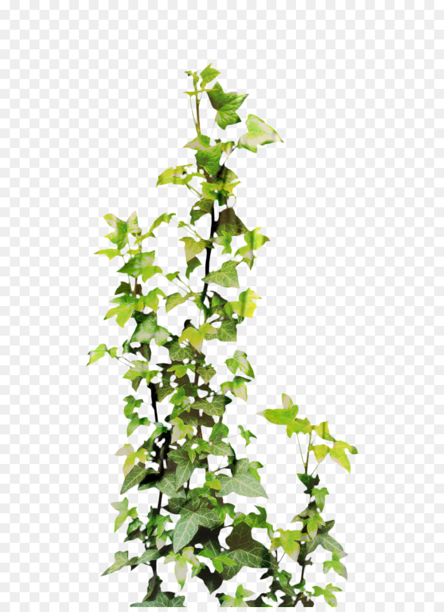 Vine Clip art Portable Network Graphics Plants Common ivy -  png download - 600*1230 - Free Transparent Vine png Download.