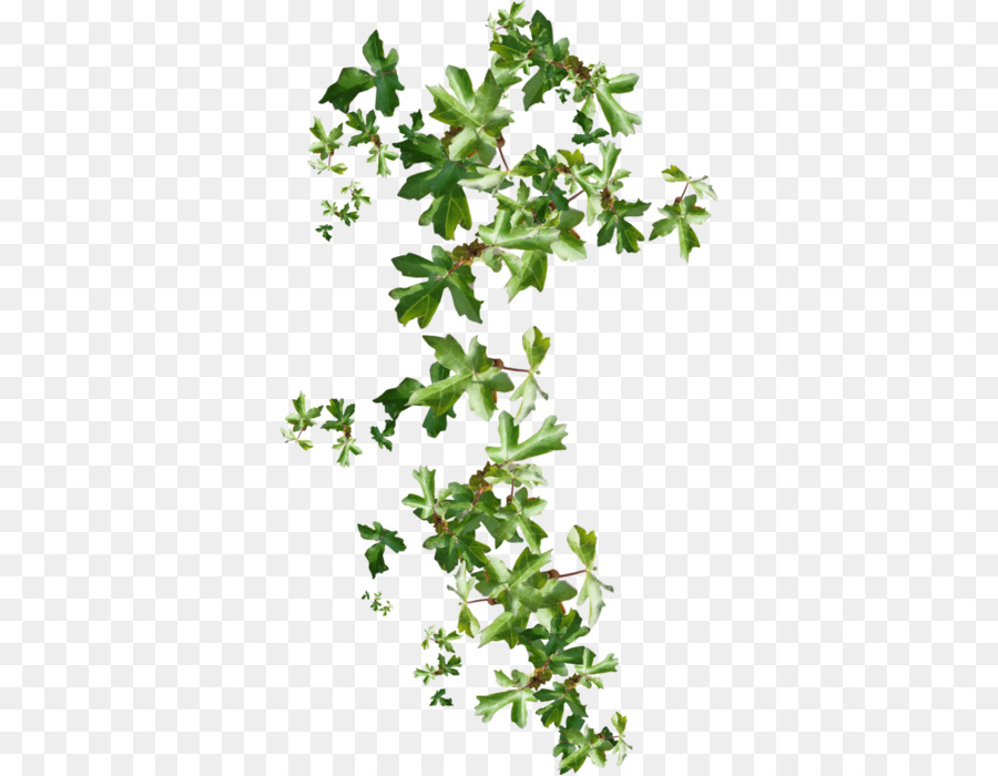 Ivy Branch Liana Clip art - others png download - 396*699 - Free Transparent Ivy png Download.