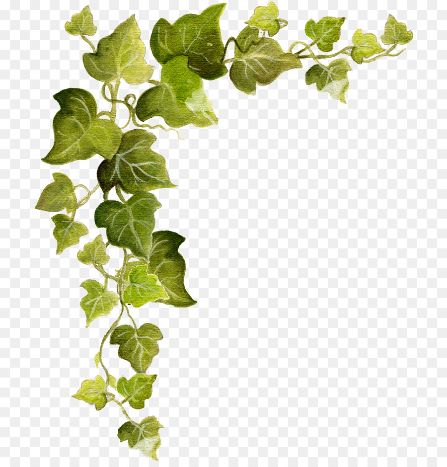 Common ivy Vine Clip art - ivy png download - 771*929 - Free Transparent Common Ivy png Download.