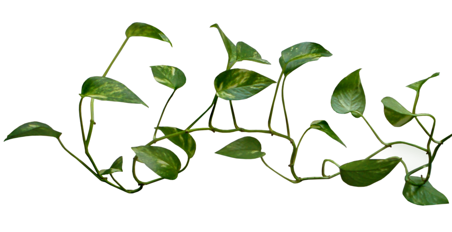 Common Ivy Vine Plant Clip Art Vine Logo Transparent Png Png Download