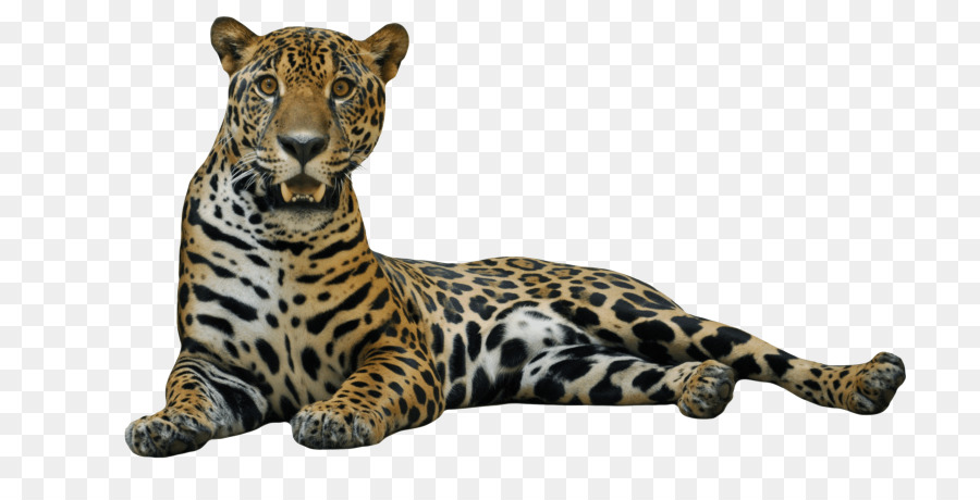 Jaguar Cars Leopard Clip art - jaguar png download - 768*443 - Free Transparent Jaguar png Download.