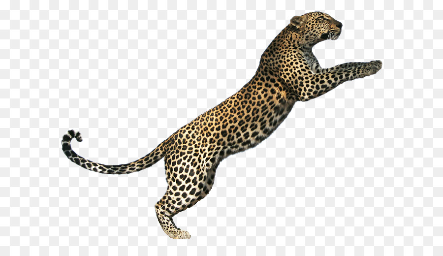 Tiger Lion Jaguar Cheetah Cat - leopard png download - 711*509 - Free Transparent Tiger png Download.