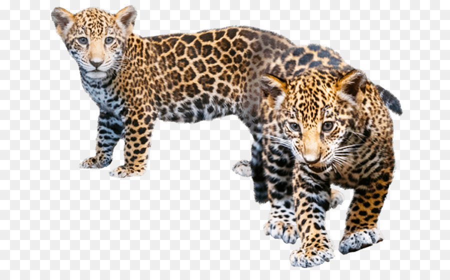 Jaguar Leopard Cheetah Explore the World of Animals - jaguar png download - 712*544 - Free Transparent Jaguar png Download.