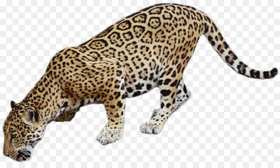 Cat DeviantArt Clip art - jaguar png download - 967*576 - Free Transparent Cat png Download.