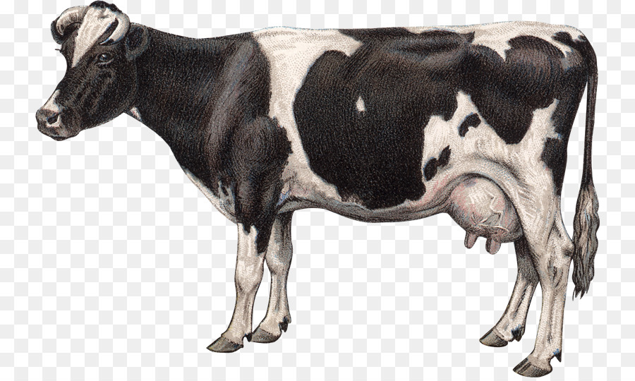 Jersey cattle Goat Milk Dairy cattle Clip art - goat png download - 800*535 - Free Transparent Jersey Cattle png Download.