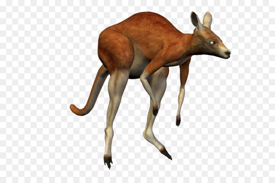 Kangaroo Deer Macropodidae Koala Antelope - kangaroo png download - 800*600 - Free Transparent Kangaroo png Download.