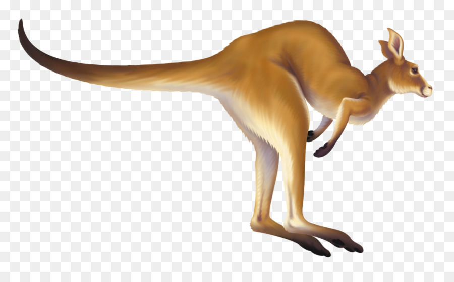 Kangaroo Macropodidae Animation Clip art - kangaroo png download - 1024*630 - Free Transparent Kangaroo png Download.