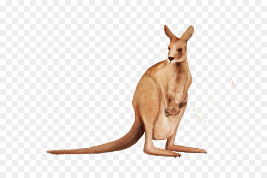 Kangaroo Wallaby Animal - Cute kangaroo png download - 5448*3564 - Free Transparent Kangaroo png Download.