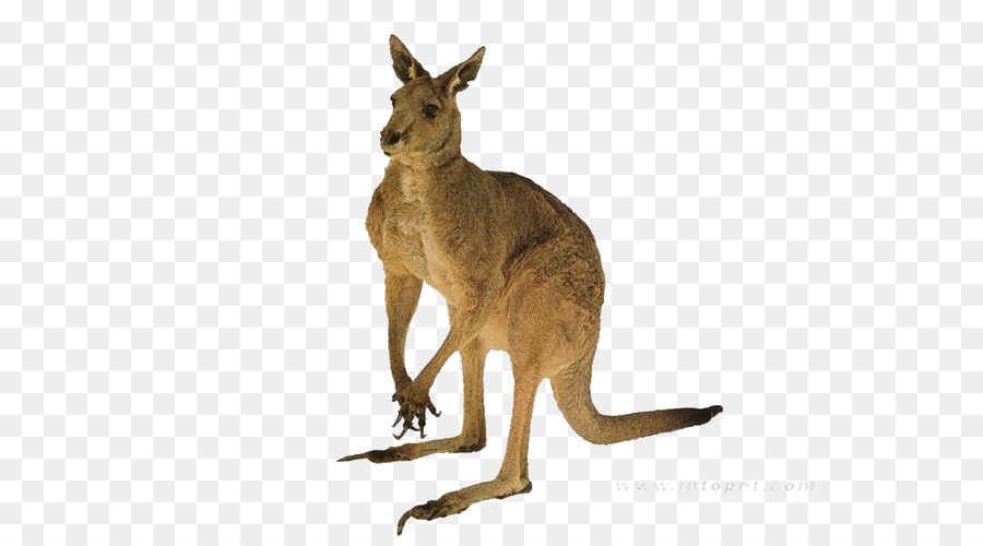 Red kangaroo Australia Tail Quokka - kangaroo png download - 680*496 - Free Transparent Australia png Download.