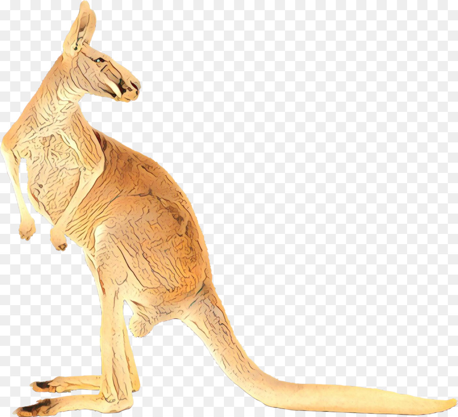 Portable Network Graphics Kangaroo Clip art Koala Image -  png download - 1853*1688 - Free Transparent Kangaroo png Download.