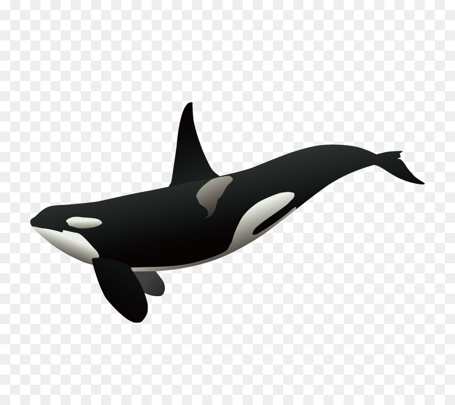 Killer whale Clip art - whale png download - 800*800 - Free Transparent Killer Whale png Download.