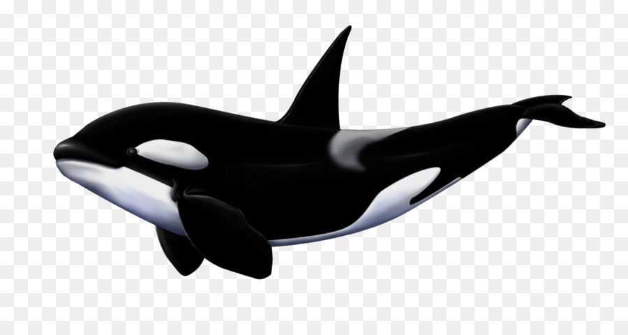 Great white shark Killer whale Megalodon - shark png download - 900*480 - Free Transparent Shark png Download.