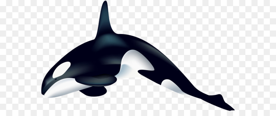 Killer whale Clip art - Orca PNG Transparent Clip Art Image png download - 8000*4576 - Free Transparent Killer Whale png Download.