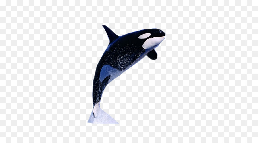 Killer whale Dolphin Information Facebook - whale png download - 500*500 - Free Transparent Killer Whale png Download.