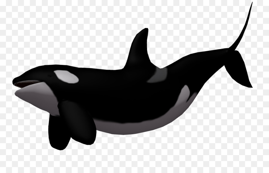 Baby Whale Killer whale Clip art - 3d cartoon fish,Cartoon shark png download - 1200*749 - Free Transparent Baby Whale png Download.