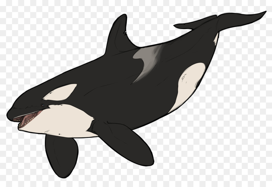 Killer whale Dolphin Wildlife Animal - dolphin png download - 1037*702 - Free Transparent Killer Whale png Download.
