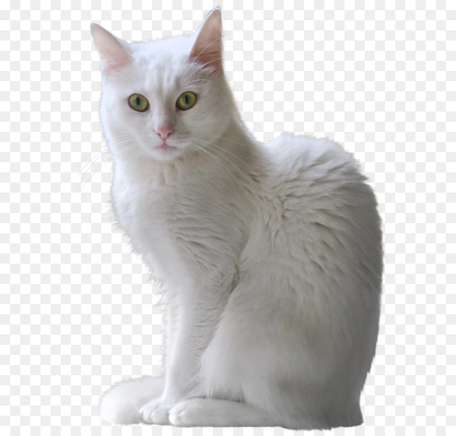 Turkish Angora Ragdoll Turkish Van Kitten Clip art - White Kitten Transparent PNG Clipart png download - 2591*3408 - Free Transparent Ragdoll png Download.