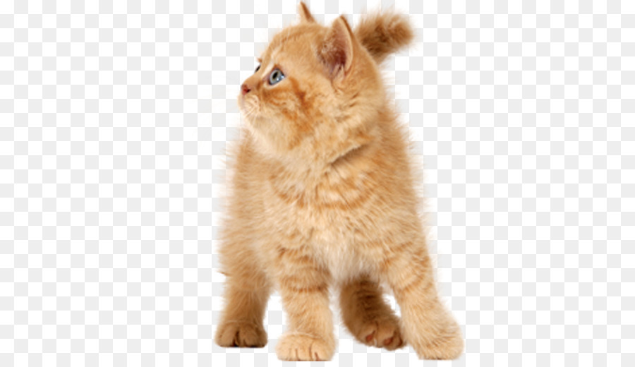 Kitten Cat Dog Clip art - kitten png download - 512*512 - Free Transparent Kitten png Download.