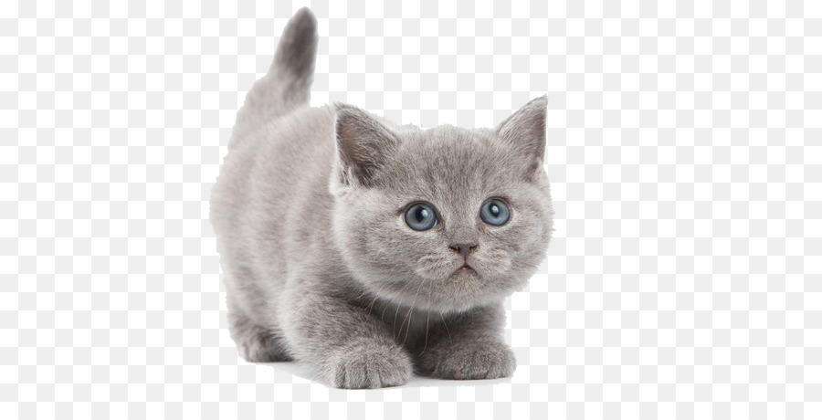 British Shorthair Abyssinian Kitten Wallpaper - Cute gray kitten png download - 600*450 - Free Transparent British Shorthair png Download.