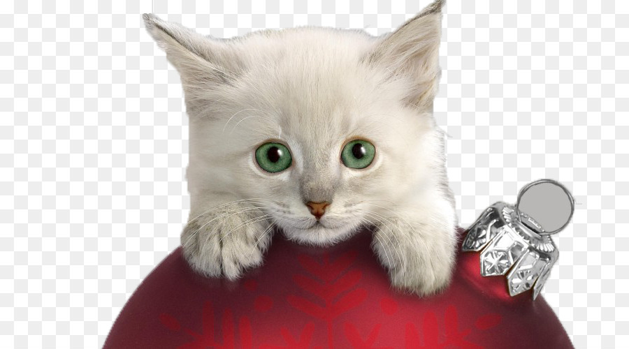 Christmas Cat Kitten Wallpaper - Naughty kitten png download - 800*500 - Free Transparent Cat png Download.