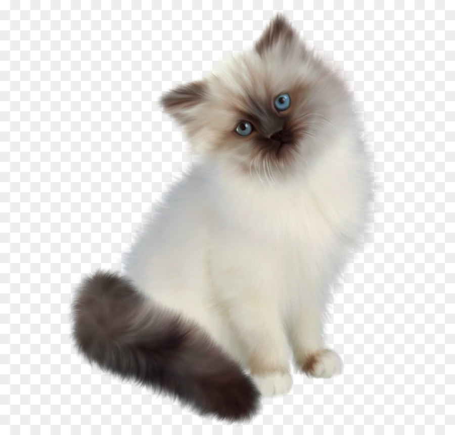Persian cat Ragdoll Siamese cat Birman Kitten - Kitten Transparent PNG Clipart png download - 976*1288 - Free Transparent Persian Cat png Download.