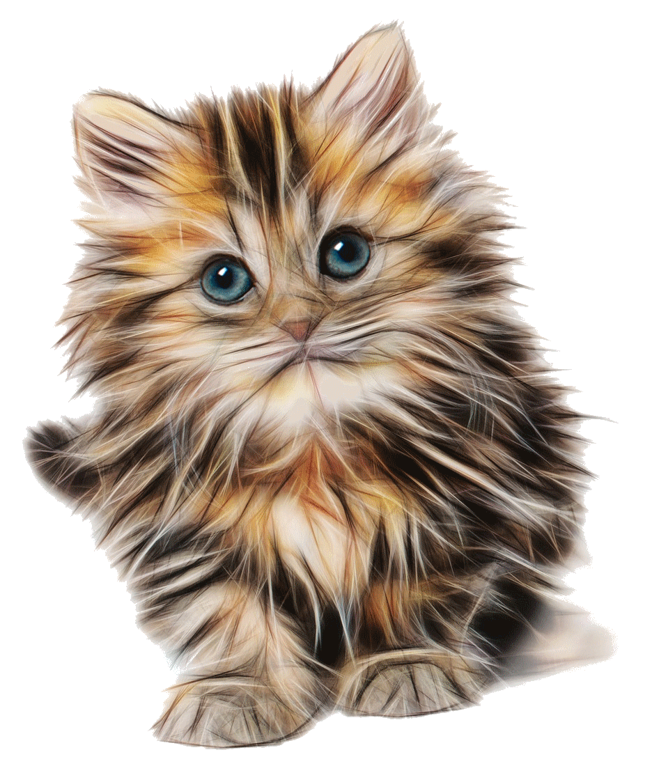 Cat Kitten Felidae Mouse Cuteness Cat png download 936*1110 Free