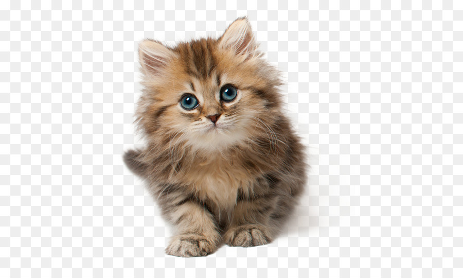 Kitten Cat Clip art - kitten png download - 480*528 - Free Transparent Kitten png Download.