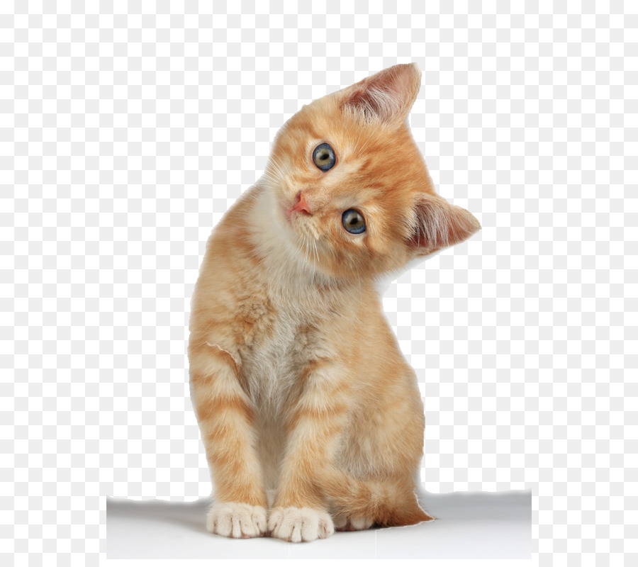 Munchkin cat Scottish Fold Kitten Clip art - Kitten PNG Clipart png download - 600*800 - Free Transparent Scottish Fold png Download.