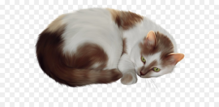 Persian cat Kitten Clip art - Cat Transparent PNG Clipart png download - 1549*1002 - Free Transparent Persian Cat png Download.