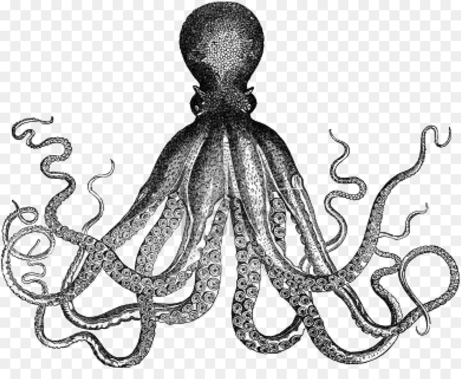 Octopus Antique Kraken Clip art - squid png download - 1171*943 - Free Transparent Octopus png Download.