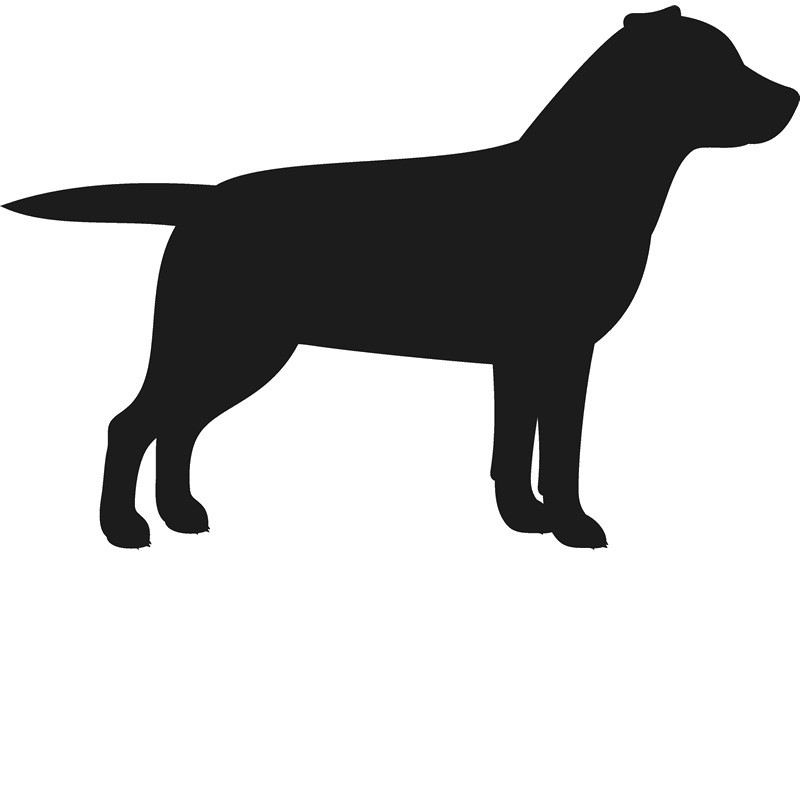 Labrador Retriever Puppy Dog breed Golden Retriever German Shepherd