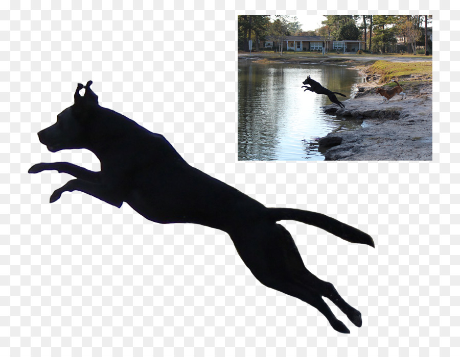 Labrador Retriever Cougar American Pit Bull Terrier Pet - Silhouette png download - 863*685 - Free Transparent Labrador Retriever png Download.