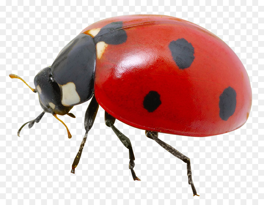 Ladybird Wallpaper - Ladybug png download - 1656*1284 - Free Transparent Ladybird png Download.