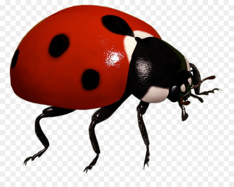 Ladybird Insect Clip art - Ladybug png download - 850*707 - Free Transparent Insect png Download.